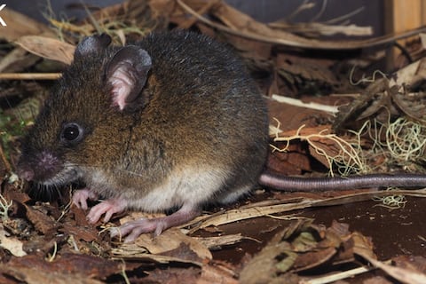 Ecuador tiene un nuevo ratón guerrero: especie descubierta en Napo fue bautizada con el nombre de un quijo que se enfrentó a los colonizadores españoles