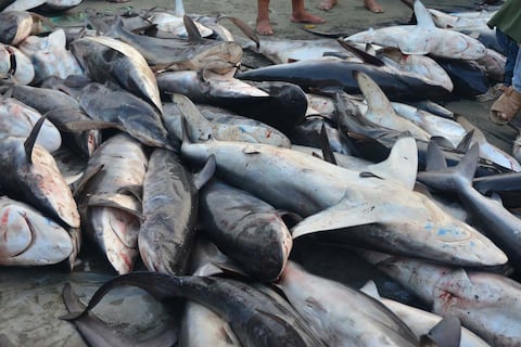 Pagas corvina, comes tiburón: estudio revela fraude en mercados de la Sierra; venden hasta especies en peligro de extinción