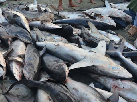 Pagas corvina, comes tiburón: estudio revela fraude en mercados de la Sierra; venden hasta especies en peligro de extinción