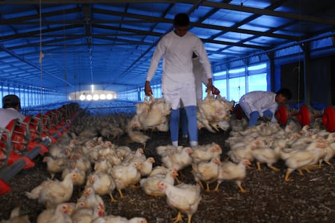 Productores de proteína animal rechazan importación de pollo, cerdo y maíz desde Estados Unidos