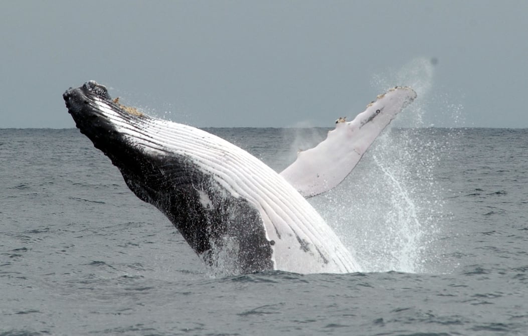 Temporada de ballenas jorobadas en Puerto López: cuánto cuesta ver a estos gigantes del mar