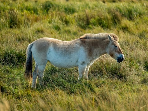 Reintroducen caballos semisalvajes en esta región de España para lograr la restauración ecológica del paisaje