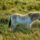 Reintroducen caballos semisalvajes en esta región de España para lograr la restauración ecológica del paisaje