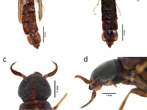 Hallazgo biológico en Ecuador: científicos encuentran al escarabajo que nadie creía que existía en el país