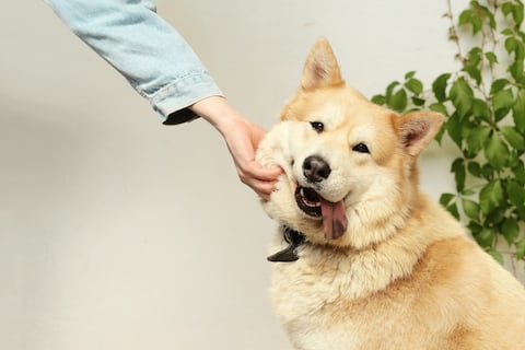 ¿Llevarás un perrito a casa? Estudio revela que convivir con perro cambia la calidad del aire del interior de los hogares