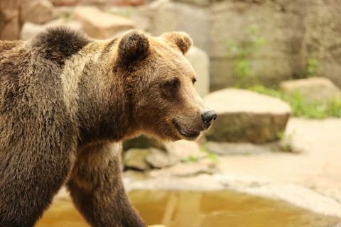 Investigan muerte de senderista en EE. UU. por aparente ataque de oso