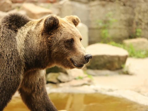 Investigan muerte de senderista en EE. UU. por aparente ataque de oso
