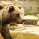 Investigan muerte de senderista en EE. UU. por aparente ataque de oso