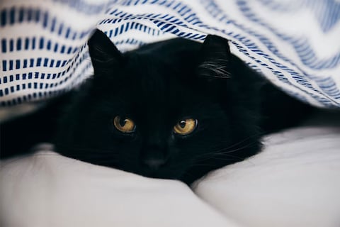 En esta ciudad prohíben la adopción de gatos negros durante Halloween: es por una buena razón
