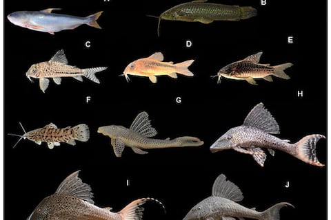 Una cápsula del tiempo en la selva: el remoto río de aguas cristalinas en Ecuador, donde la ciencia se sigue sorprendiendo