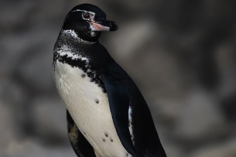 Este lugar es único para los pingüinos en el mundo y está en Ecuador