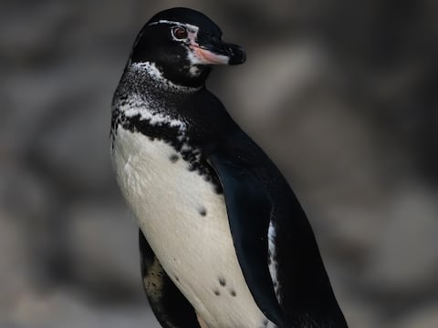 Este lugar es único para los pingüinos en el mundo y está en Ecuador