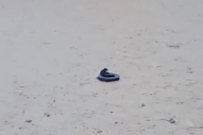 Rescatista y perro son arrastrados por fuerte caudal del río Rímac en Lima