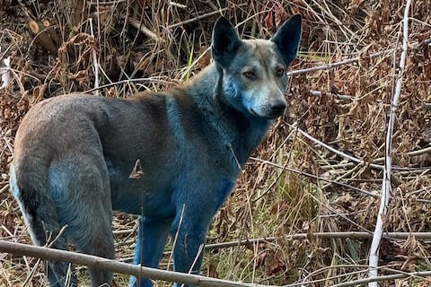 La verdad sobre los perros ‘color azul’ de Chernóbil
