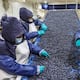 La fruta en Sudamérica que podría aumentar la cosecha por el fenómeno del Niño