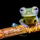 En Ecuador, la crisis climática amenaza a 6 especies de ranas de cristal