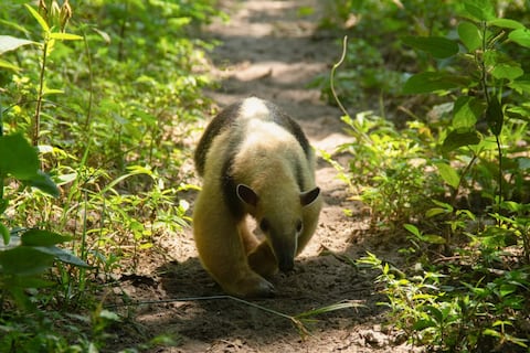 Dos osos meleros vuelven a su hábitat tras ser afectados por incendios de 2024