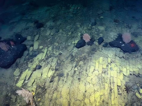 ¿Un camino de baldosas amarillas en el fondo del mar? El extraño hallazgo a un kilómetro de profundidad en el Pacífico