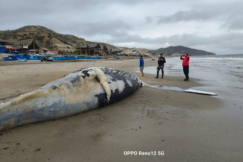 Las ballenas están estresadas en Ecuador: turismo informal e incumplimiento a las normas pasan factura