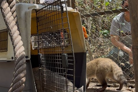 Mapaches cangrejeros fueron trasladados al centro de rescate y rehabilitación del Proyecto Sacha en Santa Elena