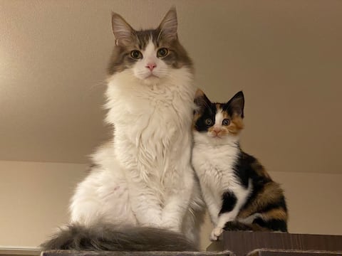 Científicos revelan cómo los felinos detectan y alivian el estrés