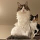 Científicos revelan cómo los felinos detectan y alivian el estrés