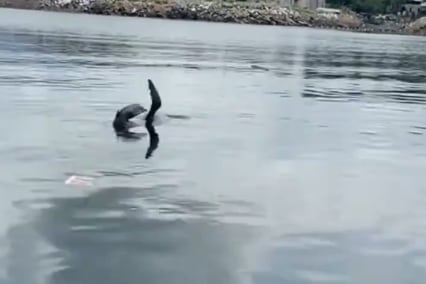 Lobo marino fue captado en estero del sur de Guayaquil