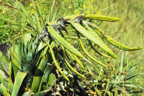 Dos nuevas especies de bromelias andinas en Cañar y Azuay