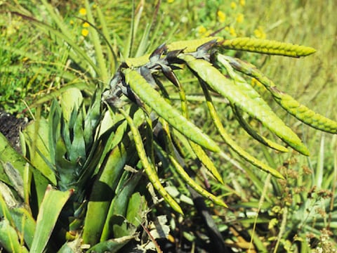 Dos nuevas especies de bromelias andinas en Cañar y Azuay
