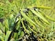 Dos nuevas especies de bromelias andinas en Cañar y Azuay