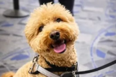 Viajera fue arrestada por abandonar a su perro en el aeropuerto de Las Vegas