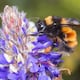 Es de color violeta y puede prosperar en ambientes alterados: esta es la planta andina que ayuda a la conservación de las abejas