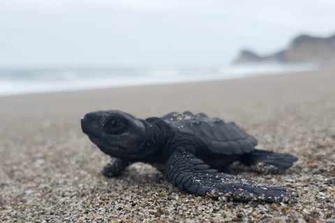 El ‘GPS’ de las tortugas: por qué cargarlas y llevarlas al mar es sentenciarlas a no volver jamás