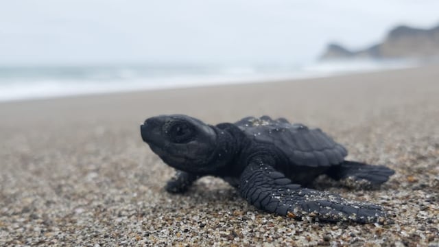 El ‘GPS’ de las tortugas: por qué cargarlas y llevarlas al mar es sentenciarlas a no volver jamás