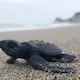 El ‘GPS’ de las tortugas: por qué cargarlas y llevarlas al mar es sentenciarlas a no volver jamás