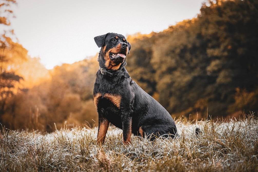 Un perro mata a un niño de 9 años en Francia mientras estaba solo en casa