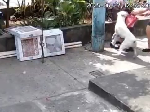 Municipio abre proceso administrativo a la tutora de pitbull que atacó a menor en el norte de Guayaquil