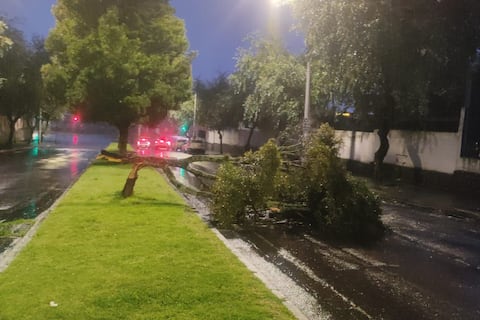 Neblina y lluvia provocan caída de árbol en Quito