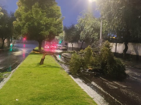 Neblina y lluvia provocan caída de árbol en Quito