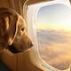 Así funciona Bark Air, la aerolínea exclusiva para privilegiados de cuatro patas