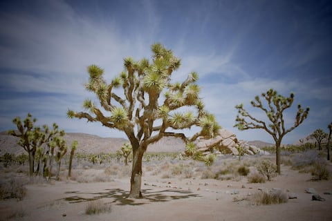 Por qué es una mala noticia que esta especie de árboles esté floreciendo antes de tiempo en el desierto de California