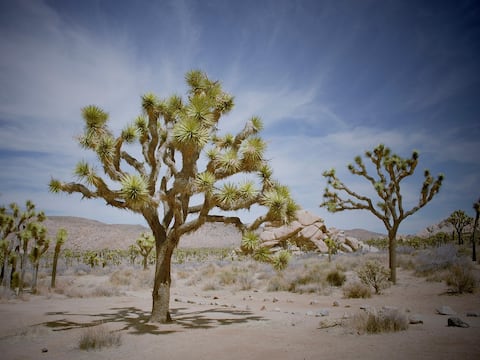 Por qué es una mala noticia que esta especie de árboles esté floreciendo antes de tiempo en el desierto de california