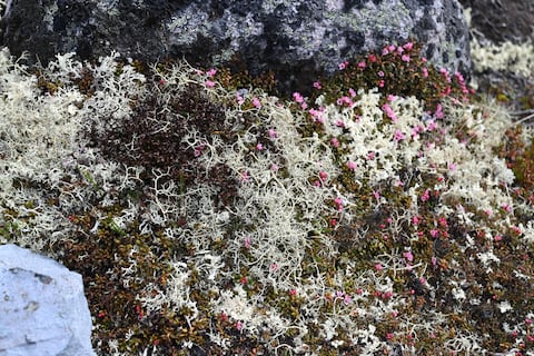 Más de 2.500 nuevos huéspedes: si el hielo se sigue derritiendo las especies invasoras podrían cambiar el aspecto del Ártico para siempre