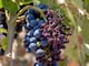 Ecuador suspendió temporalmente certificados de importación de uva peruana, reportan desde ese país