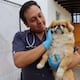 Un perro fue golpeado y lanzado contra el piso en Quito: involucrado enfrentaría proceso