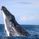 ¿Por qué las ballenas jorobadas fueron más felices durante la pandemia Covid-19?, estudio revela su comportamiento
