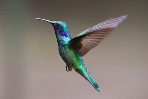 Si vas a poner un bebedero artificial para colibríes debes limpiarlo a diario para prevenir que mueran por hongos