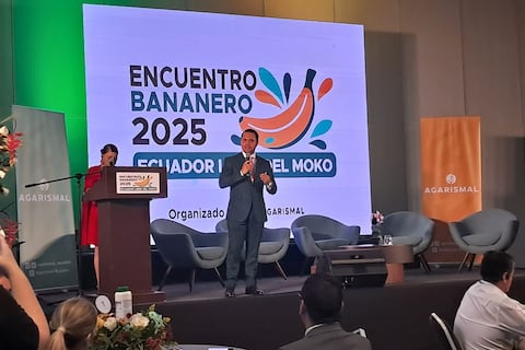 Enfermedad del moko afecta a 2.700 hectáreas de banano en Los Ríos, según resultados de proyecto de AEBE