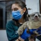 They arrive malnourished and even sold as ancestral medicine: Ecuadorian zoos unite to fight wildlife trafficking