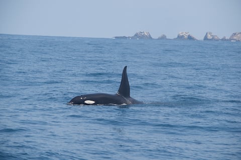 Extraño comportamiento de las orcas cerca de formaciones de hielo que se derriten pone en alerta a los científicos